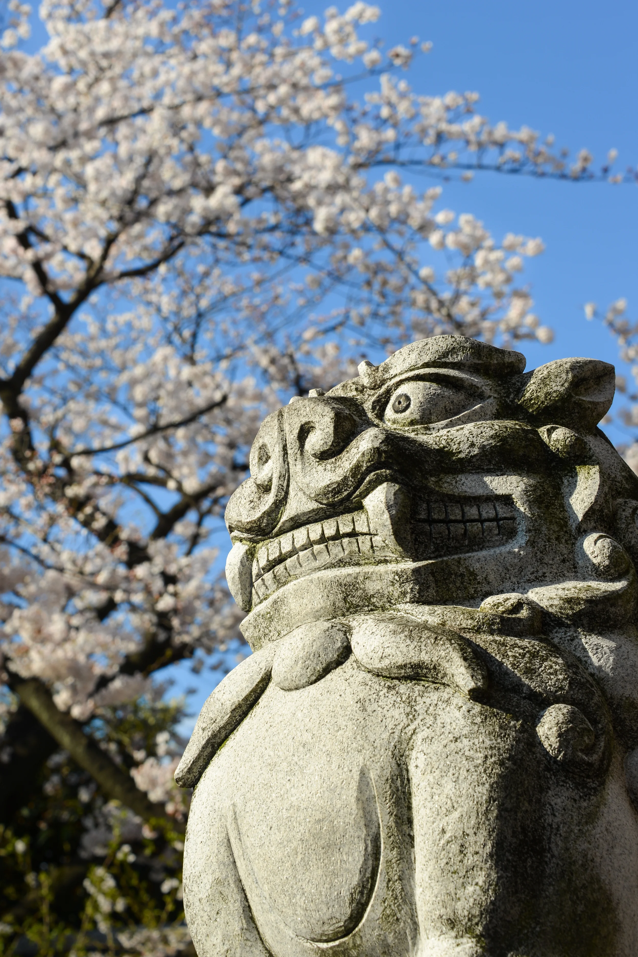 Sakura - 桜 — Juha Berglund